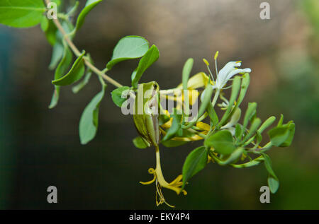 Hyla Arborea oder Baum Frosch, einen niedlichen kleinen grünen Frosch Klettern eine Filiale in der Nacht Stockfoto