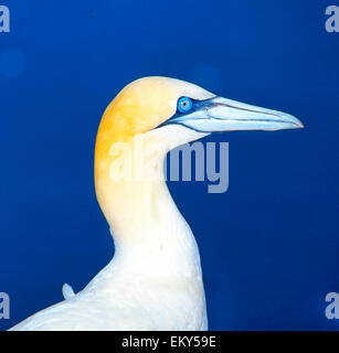 Basstölpel (Morus Bassanus) Nahaufnahme Stockfoto