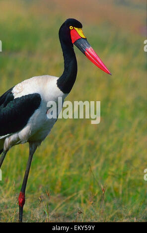 Sattel – abgerechnet Stork (Nahrung Senegalensis) weiblich; Weibchen haben eine gelbe Iris, Männchen haben gelb-braune Iris und gelben wa Stockfoto