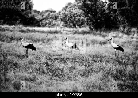 drei Störche thront auf dem Boden, im Feld, Extremadura, Spanien Stockfoto