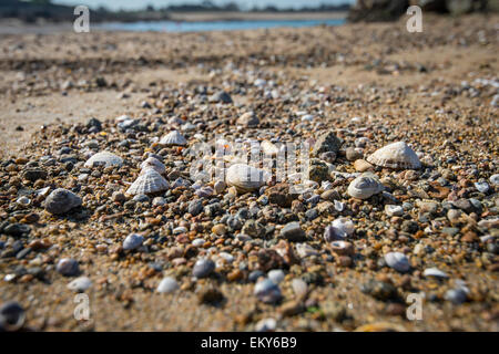 Muscheln und kleine Steine am Sandstrand. Stockfoto