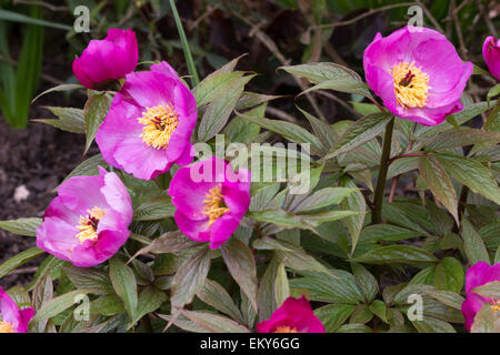 Mehrere Blüten ungewöhnlich chinesische Arten Pfingstrose, Paeonia Mairei, frühestens in Blüte im Frühjahr Stockfoto