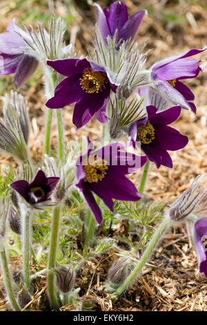 Dunkle purpurrote Form einer europäischen Kuhschelle Pulsatilla halleri Stockfoto