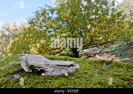 Ein Totenkopf auf grünem Moos in einem Wald von Kastanien Stockfoto