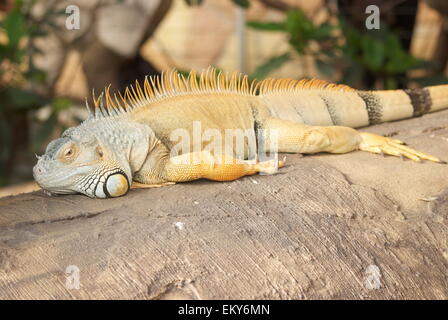 Eidechse liegen in der Sünde Stockfoto