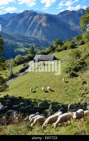 Montane Verte, Schafherde im Herbst Pyrenäen, Bearn Stockfoto