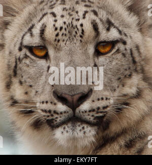 Uncia Uncia. Snow Leopard. Raubkatze in den Bergen gefunden. Stockfoto