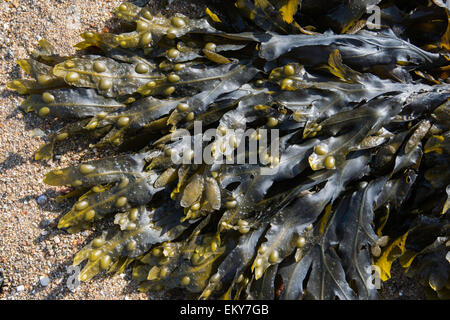 Blase (Fucus vesiculosus Rack) Stockfoto