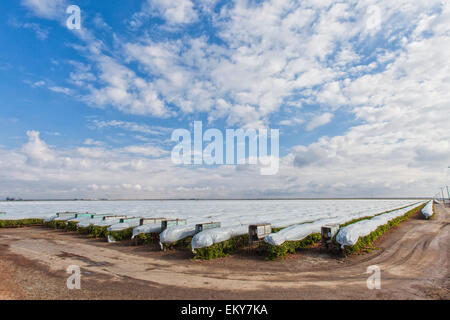 Abgedeckt Trauben wachsen in Weinberg in der Nähe von Delano, Kern County, San Joaquin Valley, Kalifornien, USA Stockfoto