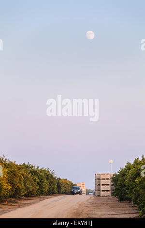 Orangenhain gelegen neben Belridge Ölfeld. Kern County, San Joaquin Valley, Kalifornien, USA Stockfoto