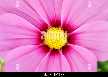 Große rosa Blume Makro Draufsicht Stockfoto