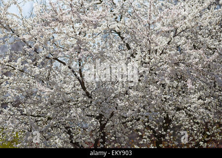 Blühende Mirabelle Pflaumenbaum voll mit weißen kleinen Blüten Makro, Frühling in Polen, Europa Stockfoto