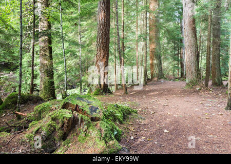 Waldweg im Reelig Glen in Schottland. Stockfoto