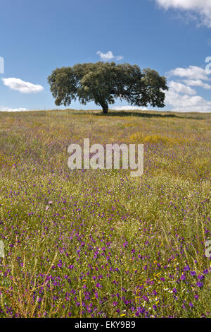 Einsame Steineiche, Quercus Ilex, in den Bereichen der Extremadura, Spanien Stockfoto