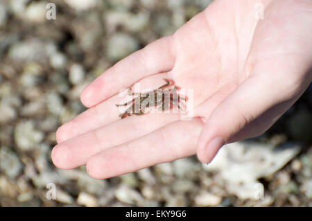 Hände mit Krabben fotografiert im Twanoh State Park, Union, WA, USA. Stockfoto