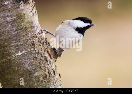 Ein Carolina Chickadee Weg eine Eberesche Baum hängen. Stockfoto