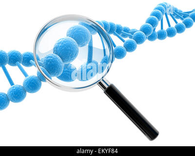 blauen DNA-Modell und Hand Glas auf weißem Hintergrund. Stockfoto