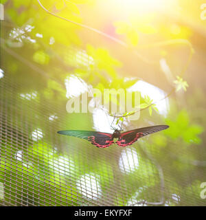 Scarlet Mormon Schmetterling (Papilio Rumanzovia) ruht auf einer Schnur in der Abendsonne Stockfoto