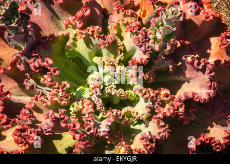 Bunte Echeveria Gibbiflora "Blue Wave" saftige Rosette. Ranchos Palos Verdes, Kalifornien, USA. Stockfoto