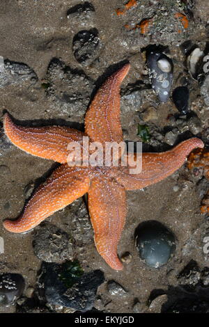 gemeinsamen Starfish-(Asterias Rubens) am Strand von der Flut gestrandet Stockfoto