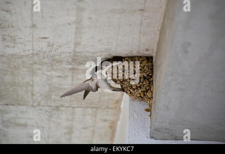 Eine Rauchschwalbe Hirundo Rustica, Fütterung zwei Küken im nest Stockfoto