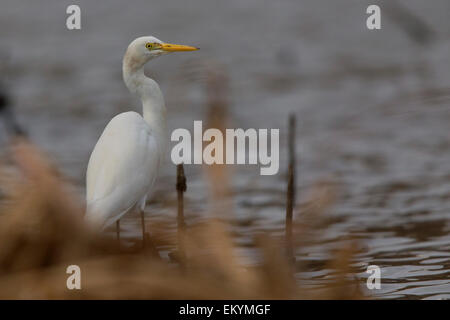 Fortgeschrittene Egret, Santiago, Kapverden (Egretta Intermedia) Stockfoto