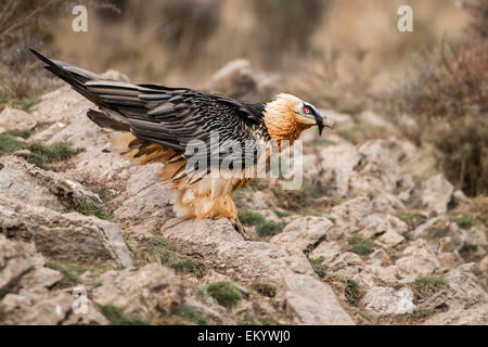 Bartgeier (sollten Barbatus) sitzen, felsigen Gelände, Pyrenäen, Spanien Stockfoto