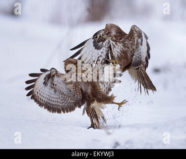 Gemeinsamen Bussarde (Buteo Buteo) kämpfen im Schnee, Schwäbische Alb-Biosphären-Reservat, Baden-Württemberg, Deutschland Stockfoto