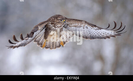 Mäusebussard (Buteo Buteo) im Flug, Biosphäre Region Schwäbische Alb, Baden-Württemberg, Deutschland Stockfoto