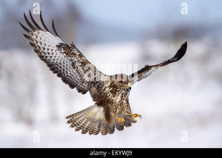 Bussard (Buteo Buteo), im Flug über Schneelandschaft, Schwäbische Alb-Biosphären-Reservat, Baden-Württemberg, Deutschland Stockfoto