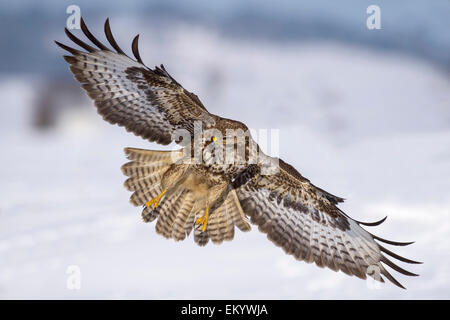 Mäusebussard (Buteo Buteo) im Flug über Schneelandschaft, Schwäbische Alb-Biosphären-Reservat, Baden-Württemberg, Deutschland Stockfoto