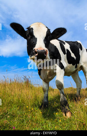 Schöne Holstein Frisian Kuh im Feld stehen. Stockfoto