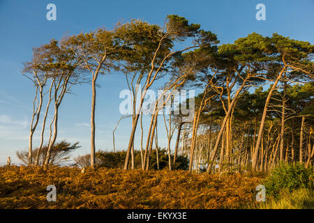 Europäische buchen (Fagus Sylvatica) und Kiefer (Pinus Sylvestris), windgepeitschten Bäumen, Darßwald am westlichen Strand, Darß Stockfoto