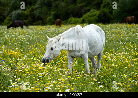 Trächtige arabische Stute Weiden auf eine blühende Wiese, Andalusien, Spanien Stockfoto