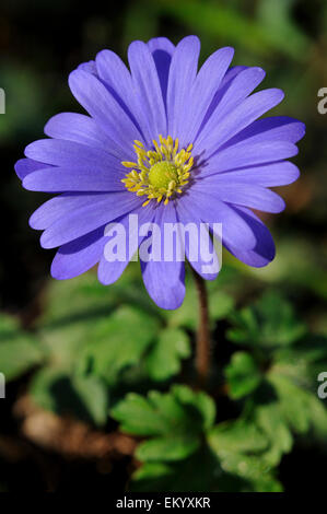 Balkan-Anemone (Anemone Blanda), North Rhine-Westphalia, Deutschland Stockfoto