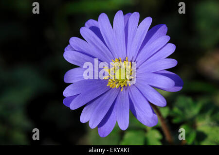 Balkan-Anemone (Anemone Blanda), North Rhine-Westphalia, Deutschland Stockfoto