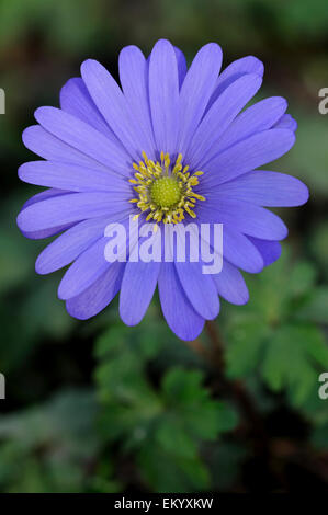 Balkan-Anemone (Anemone Blanda), North Rhine-Westphalia, Deutschland Stockfoto