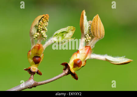 Rosskastanie (Aesculus Hippocastanum), öffnen der Knospen, North Rhine-Westphalia, Deutschland Stockfoto