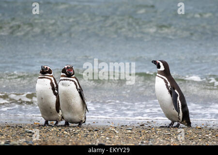 Magellan-Pinguine (Spheniscus Magellanicus), Seno Otway, Region XII Región de Magallanes y De La Antártica, Chilena Stockfoto