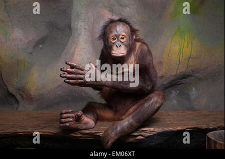 Porträt des Orang-Utan (Pongo Pygmaeus) Stockfoto