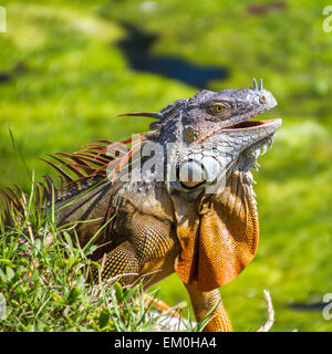 Iguana Reptil Gras sitzen Stockfoto