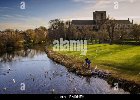 Menschen, die Vögel zu füttern, auf den Fluss Tyne neben Stiftskirche St. Marys, Haddington, Schottland. Stockfoto