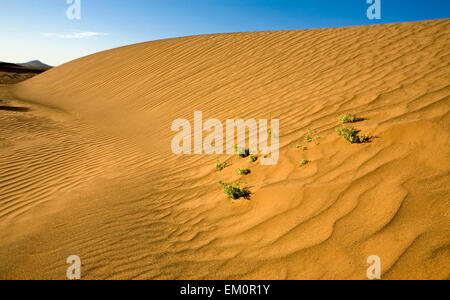 Sahara Wüste Türen Bereich Szene, Zagora, Marokko Stockfoto