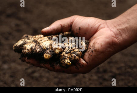 Hand, die etwas neu geernteten Ingwer Stockfoto