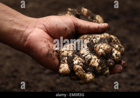 Hand, die etwas neu geernteten Ingwer Stockfoto