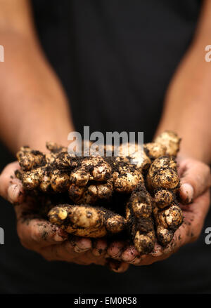 Hand, die etwas neu geernteten Ingwer Stockfoto