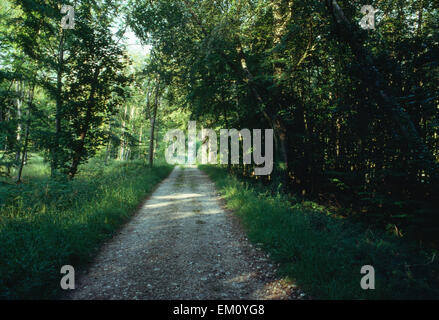 Stane Street römische Straße suchen NE in Eartham Wood, West Sussex: eingeschnittenen Straße (Agger) mit tiefen Gräben, gebauten AD70, Chichester, London Straße. Stockfoto