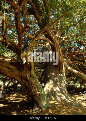 Eines der "Druiden" Bäume, einen Stand von einigen 20 alte Eiben im Herzen von Kingley Vale National Nature Reserve in der Nähe von Chichester, West Sussex. Stockfoto