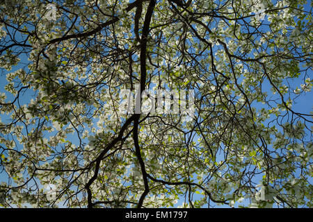 Die ersten Blumen im Frühling. Das Licht scheint durch den Apfelzweig. Stockfoto