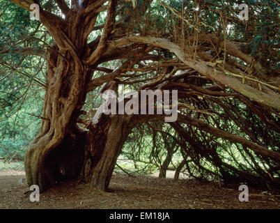 Alten Pollard Eibe in Newlands Corner Country Park, Surrey, umgeben von den letzten Wäldern; Es stand ursprünglich auf offene Downland. Stockfoto